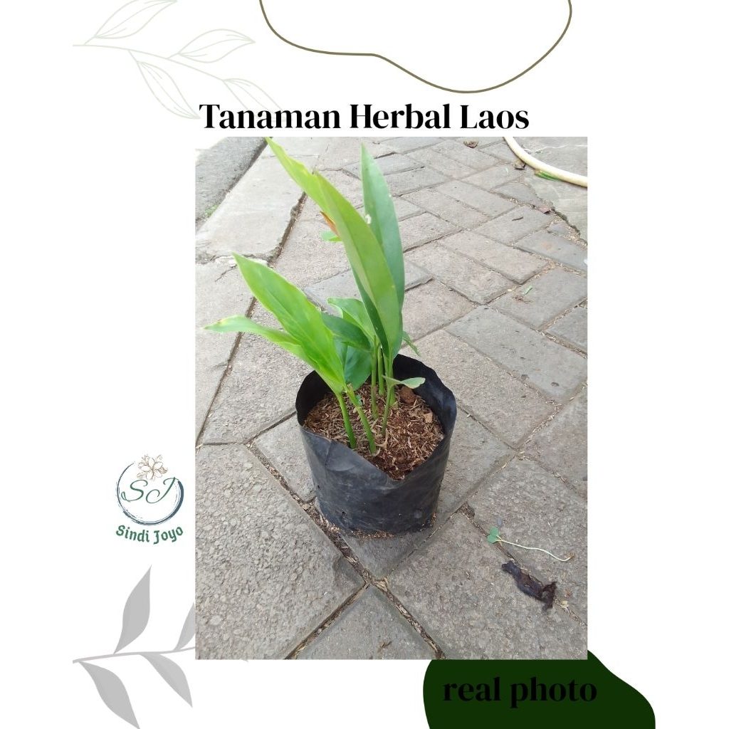 Tanaman Herbal Laos Bumbu Dapur Laos