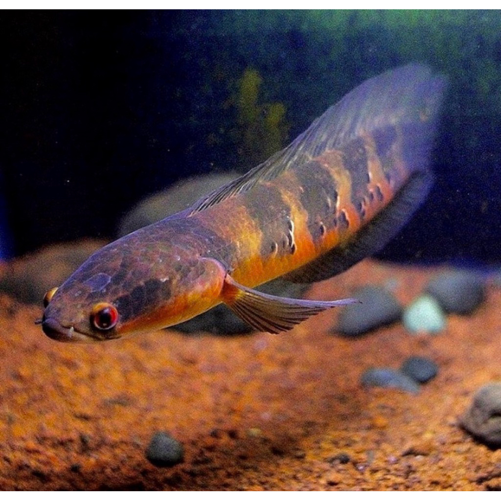 Channa Red Barito bonus pelet