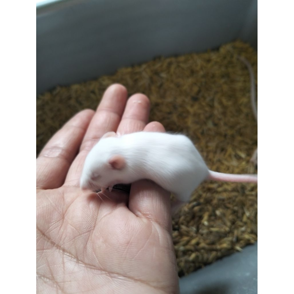 Tikus putih Pinkbul Mencit