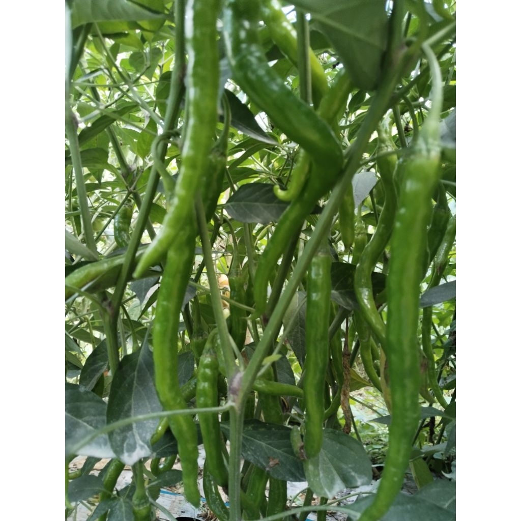 

CABE KERITING IJO 1 KILO