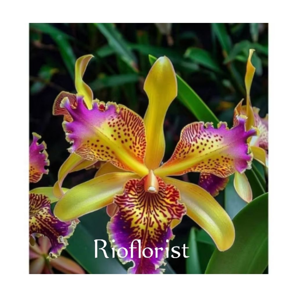 anggrek dendrobium Vladimir bas import cantik selding dewasa