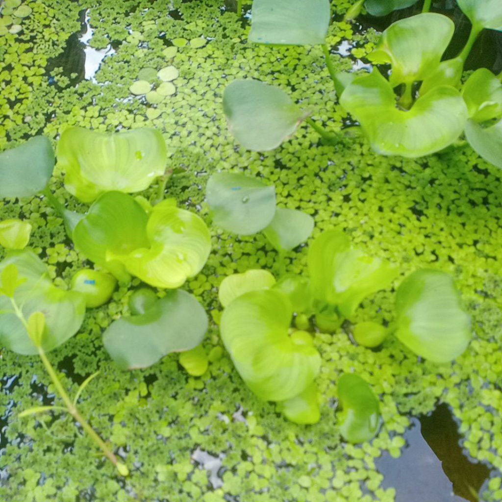 Tanaman air Enceng gondok,azola,frogbit