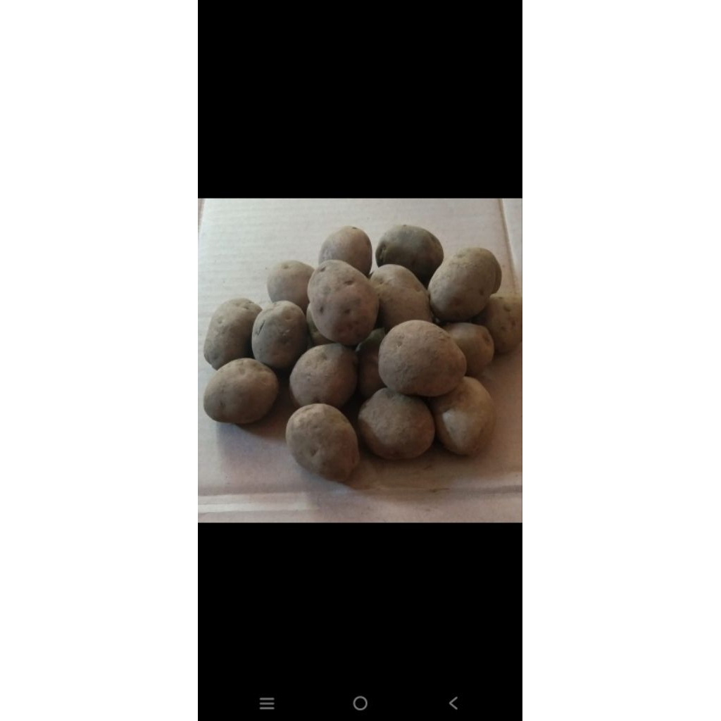 

Kentang Sedang Fresh Hasil Kebun Lereng Bromo 250g, 500g