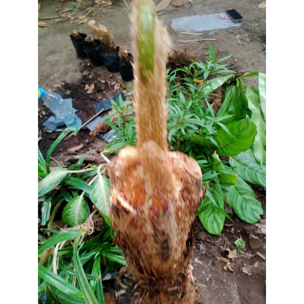 PAKIS EKOR MONYET ATAU PAKIS AJI JUGA BISA DISEBUT DENGAN PAKIS MONYET PANJANG KURANG LEBIH 1 METER 