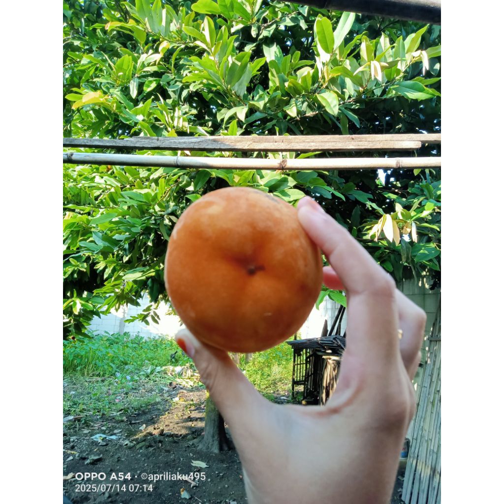 

promo buah bisbul per buah (harga satu buah)