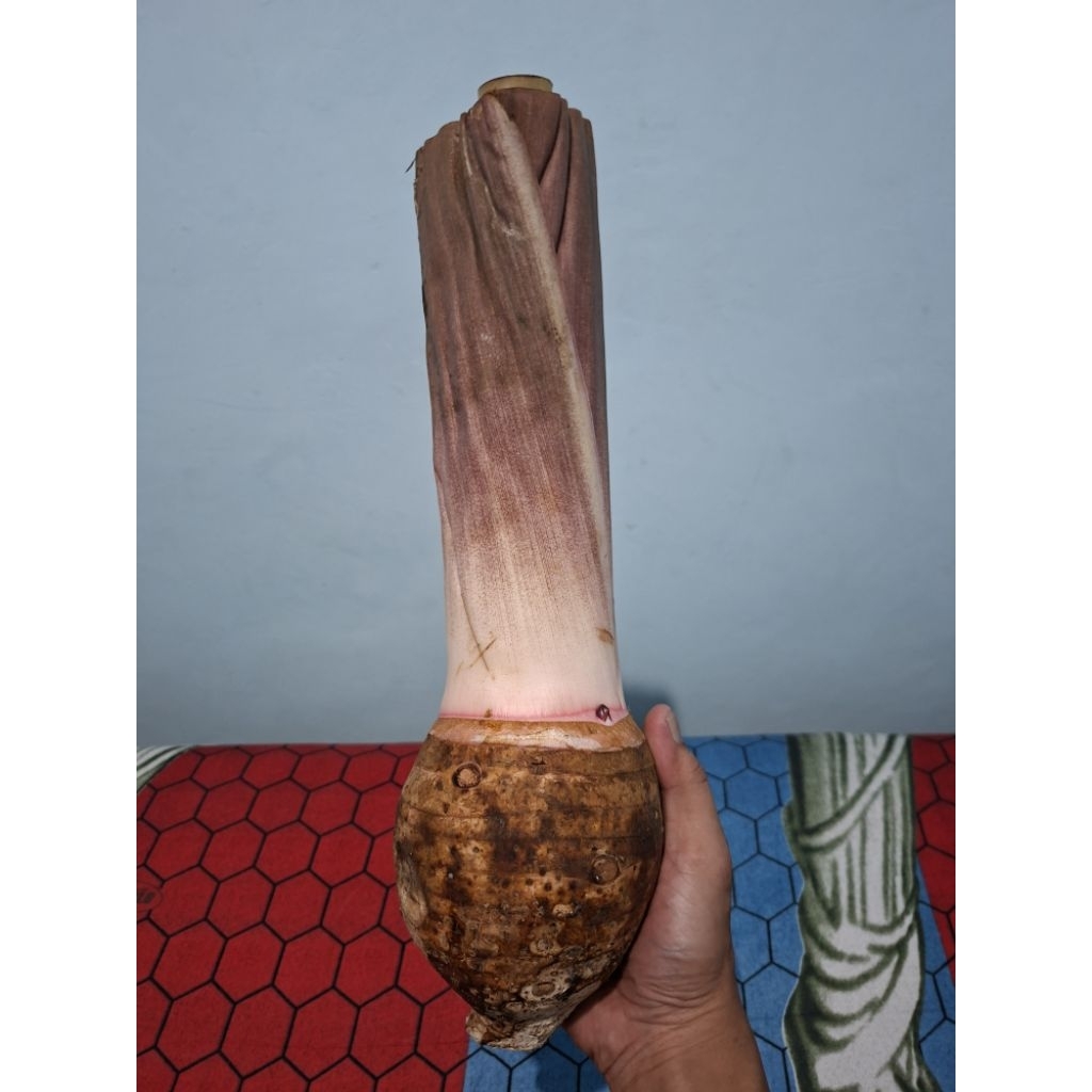 

TALAS BOGOR PULEN EMPUK DAN GURIH