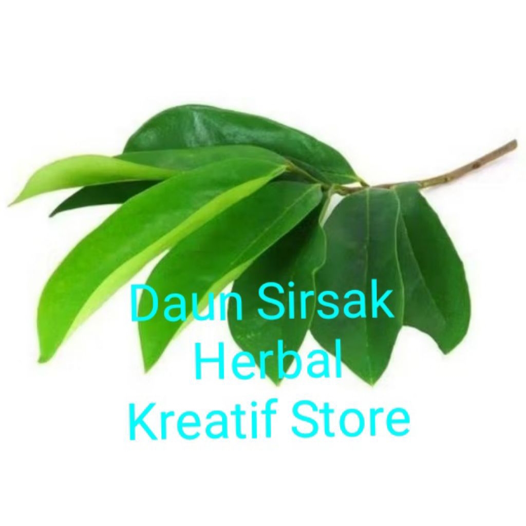 

Daun Sirsak segar/Sirsak Herbal/ Anti bahan kimia isi 50 lembar "Kreatif store