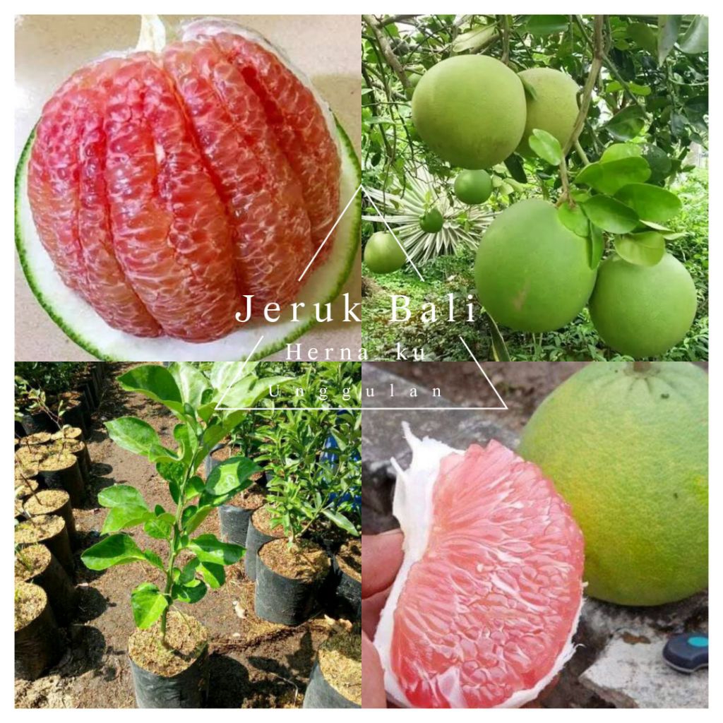 Bibit Jeruk BALI PAMELO Jumbo