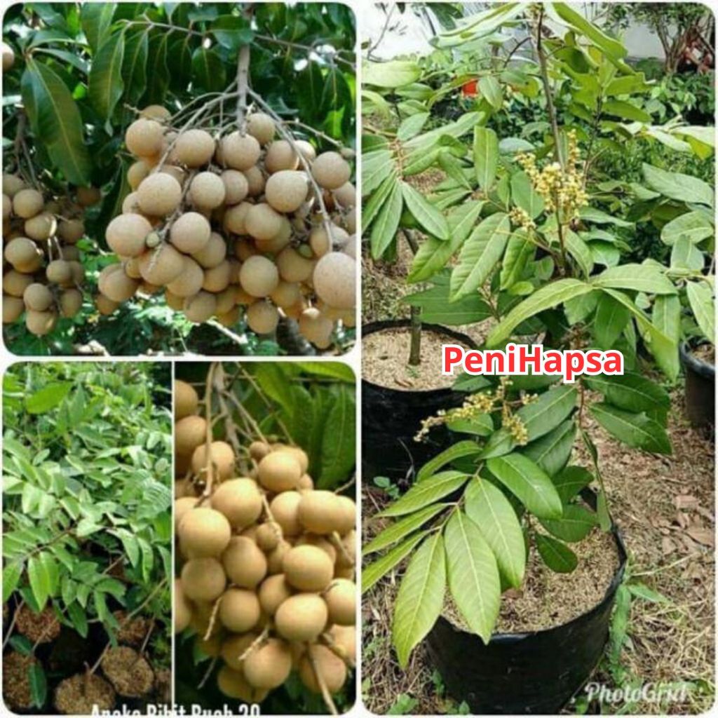 Kelengkeng New Kristal Sudah Berbunga