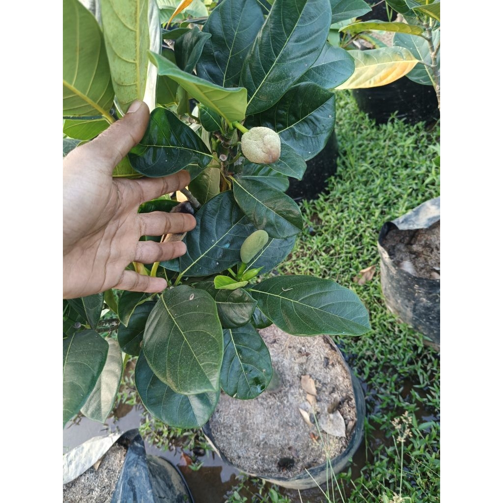 Bibit nangka mini sudah belajar berbuah