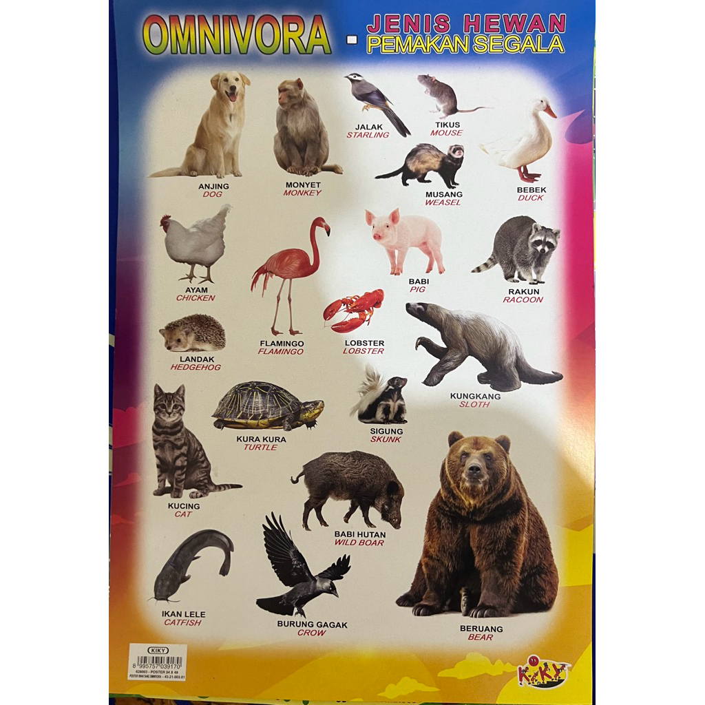 Poster Edukasi Anak Gambar Hewan Pemakan Segala (Omnivora)