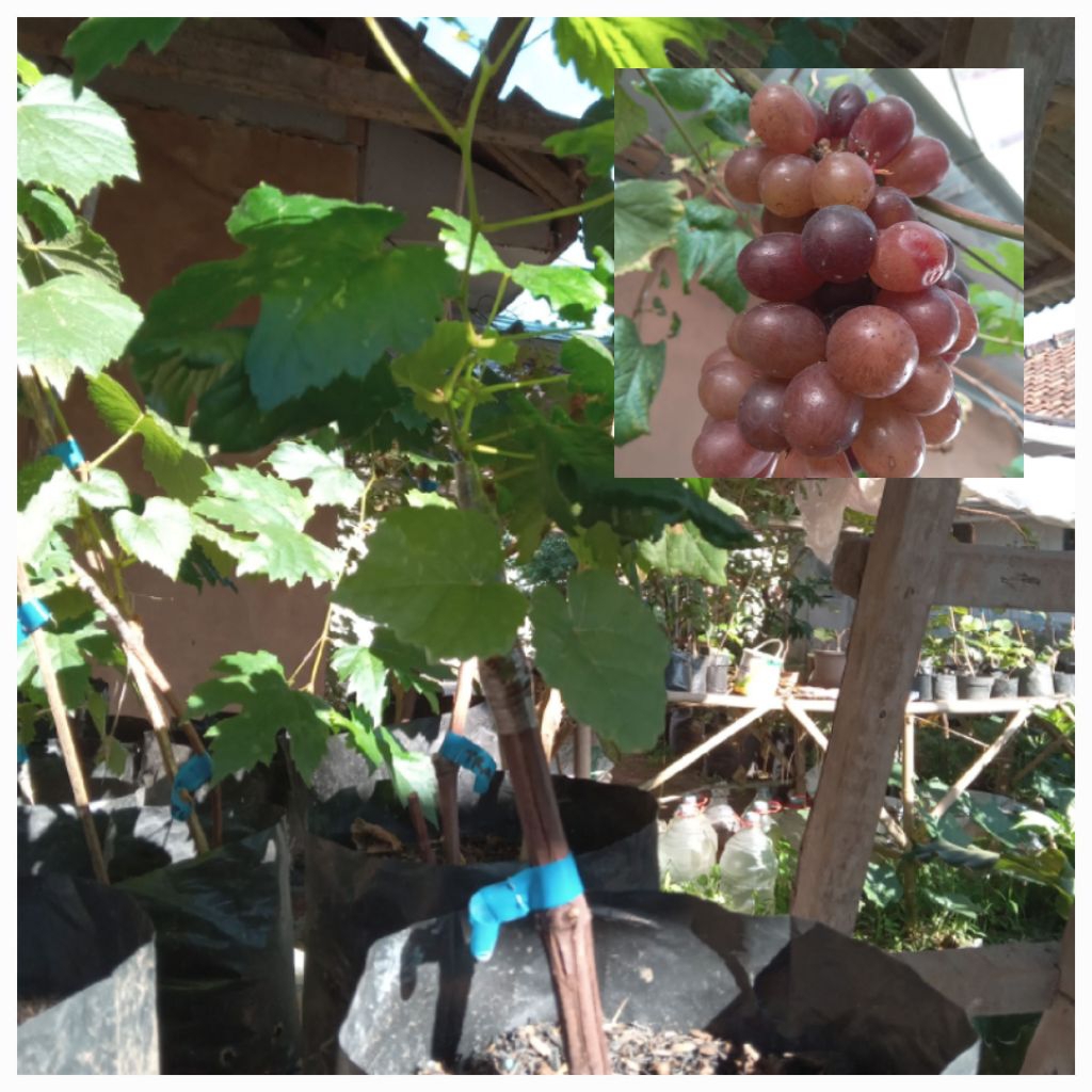 

bibit anggur import ninel