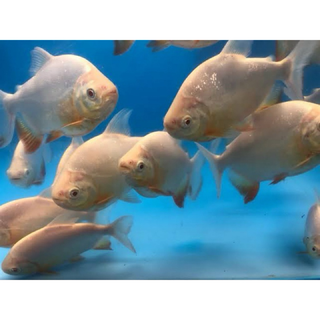 albino / pacu albino 16-17cm