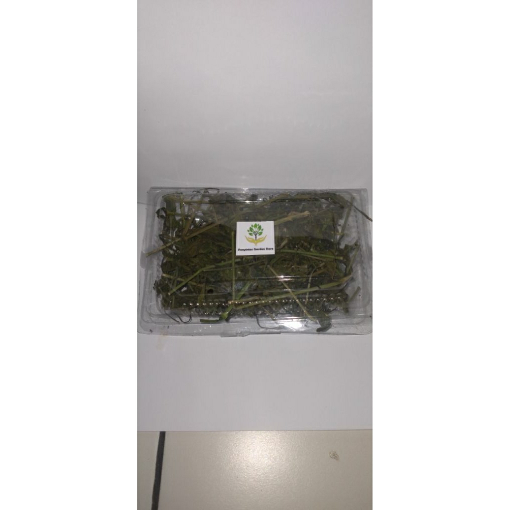 

Daun dan Btang Dandang Gendis/ Daun Kalinsir Kering