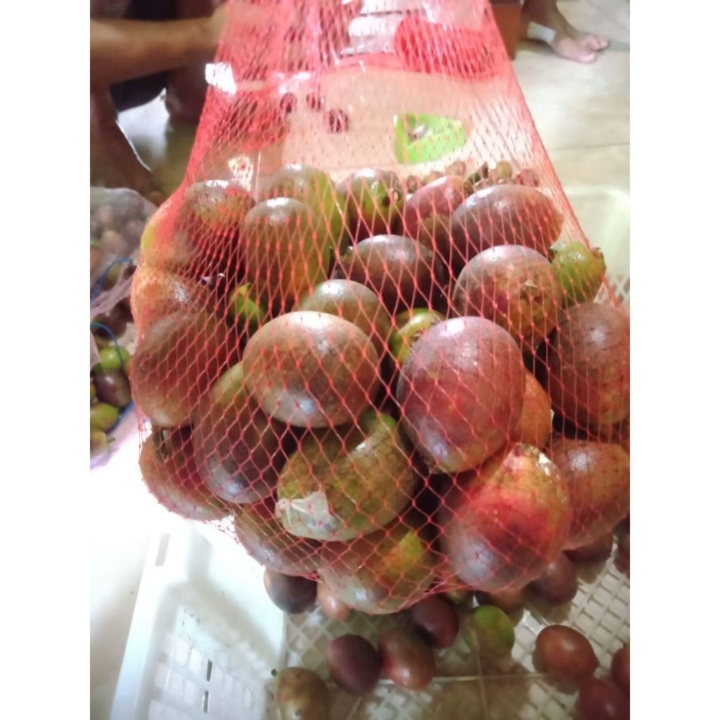 

BUAH MATOA jenis kelapa berat 2 kg fresh manis