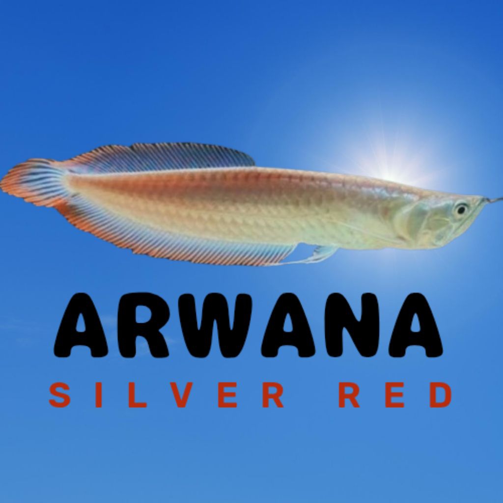 

ARWANA 14-15 SILV3R R3D