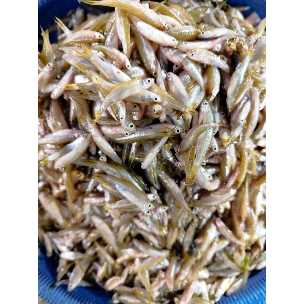 

Ikan Seluang Mini 250gr (blm disiang)