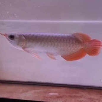 Arwana RTG Red Tail Golden Good Quality Size 20Cm Hiasan Aquarium