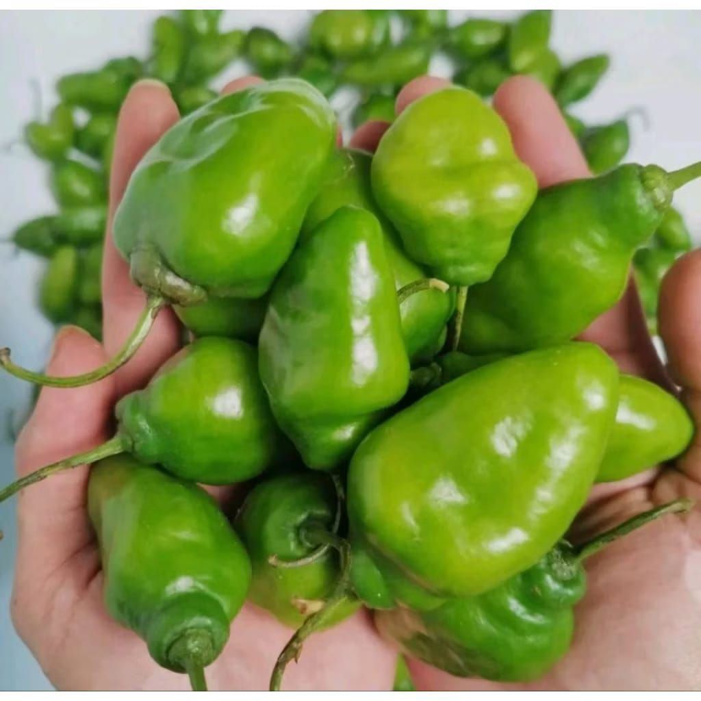 

Cabe cabai Gendot segar 500 gram