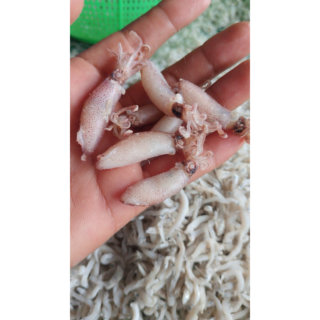 

Balita Cumi Tawar Kering Premium Asli Dari Medan 250Grm