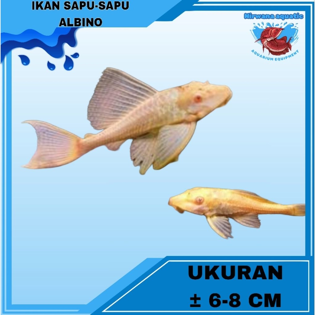 (INSTAN) IKAN SAPU - SAPU ALBINO - UKURAN KECIL 5 CM - SEDANG 10 CM - BESAR 15 CM