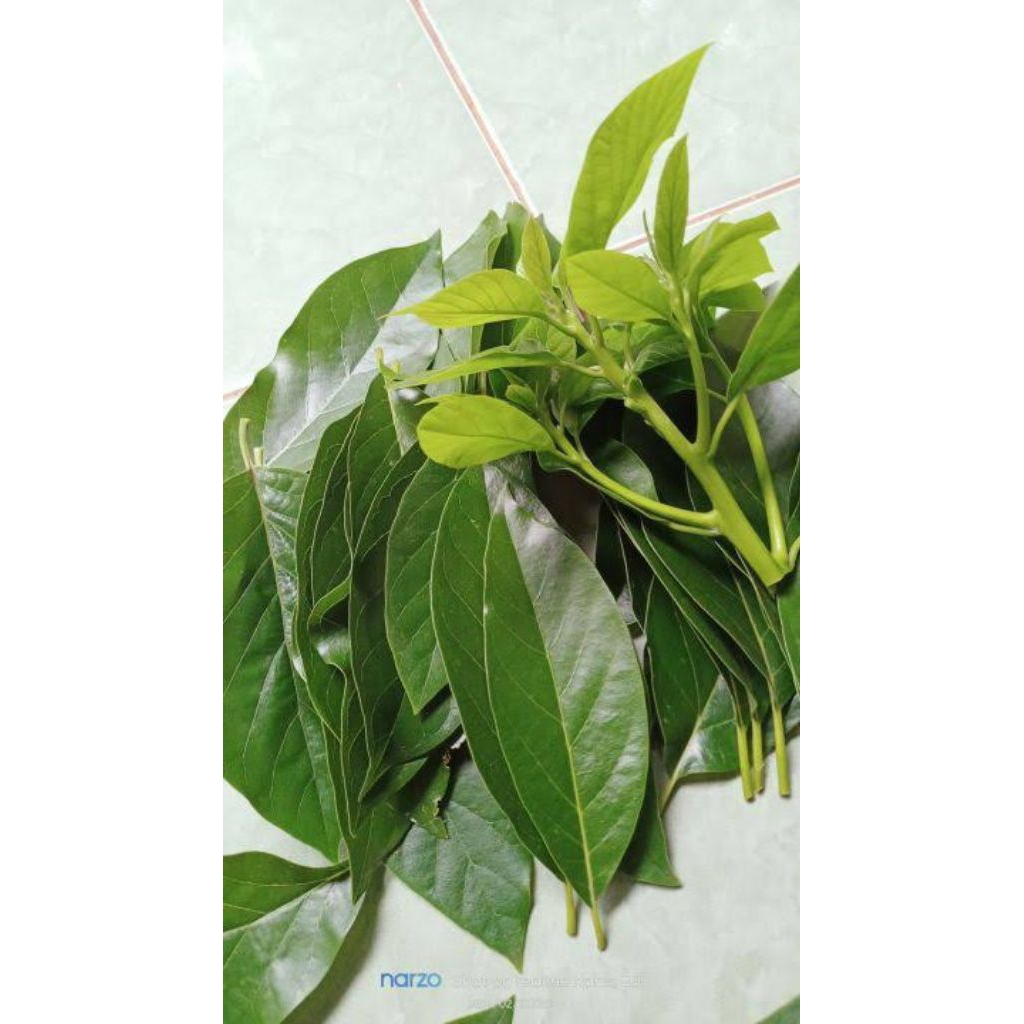 

daun alpukat herbal segar 100g kualitas terbaik dipetik saat mau peking