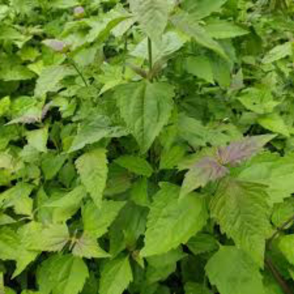 

balakacida/daun kirinyuh 100g/samsul.herbal