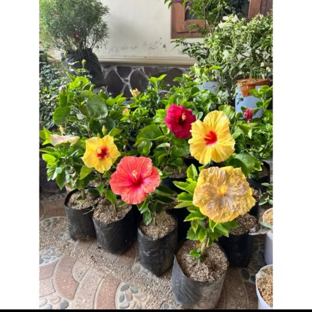 REASTOK!!?? bunga sepatu Bangkok hibiscus