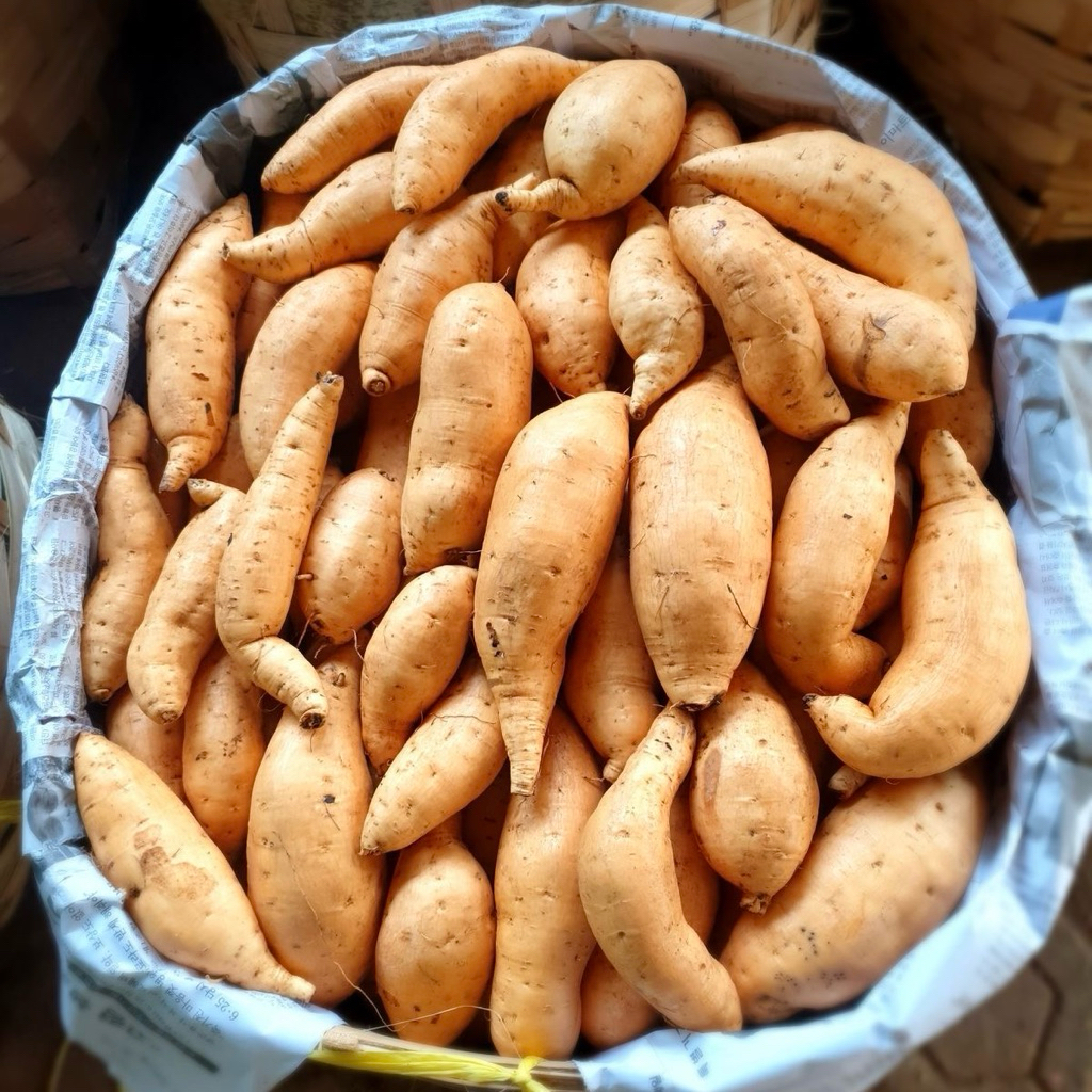 

UBI MADU CILEMBU MANIS ASLI PACET/TRAWAS MENTAH SPEK OVEN SUPER 500GRAM