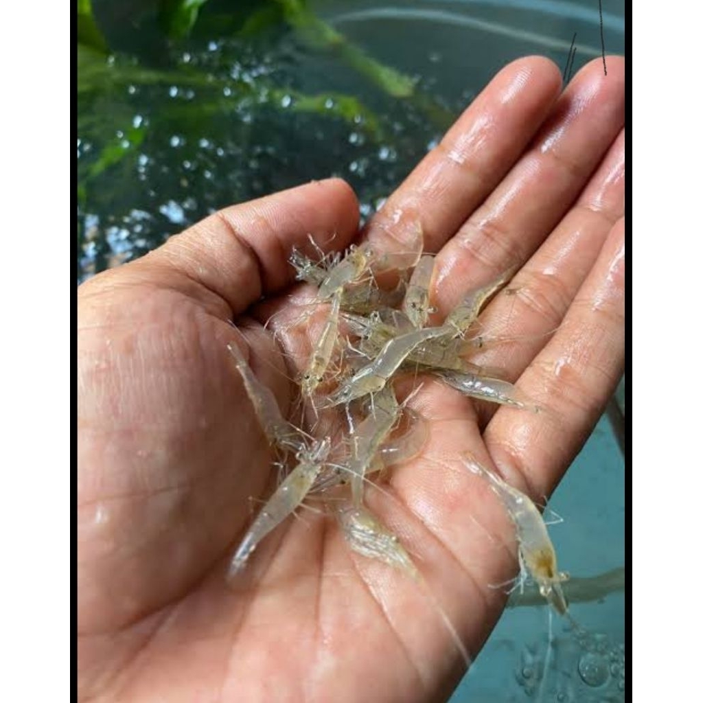 (umpan pancing) udang kecil isi 100+