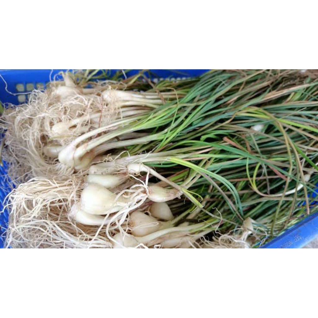 

Daun Bawang Batak / Lokio 250 gr (Sayuran Segar)