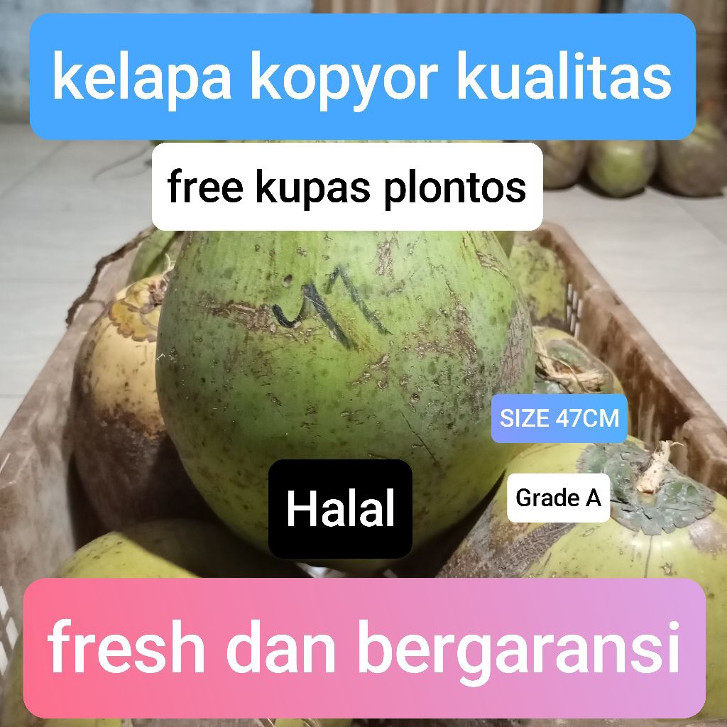 

kelapa kopyor asli 100% size 47-48cm, fresh dan bergaransi
