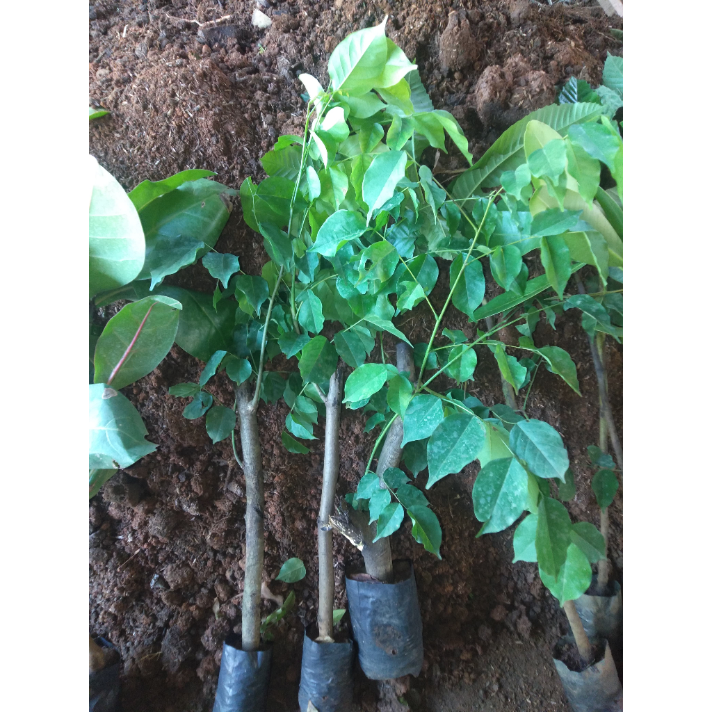Bibit Tanaman Kayu Angsana | Kayu Sonokembang - Kayu Unggulan - Siap Tanam