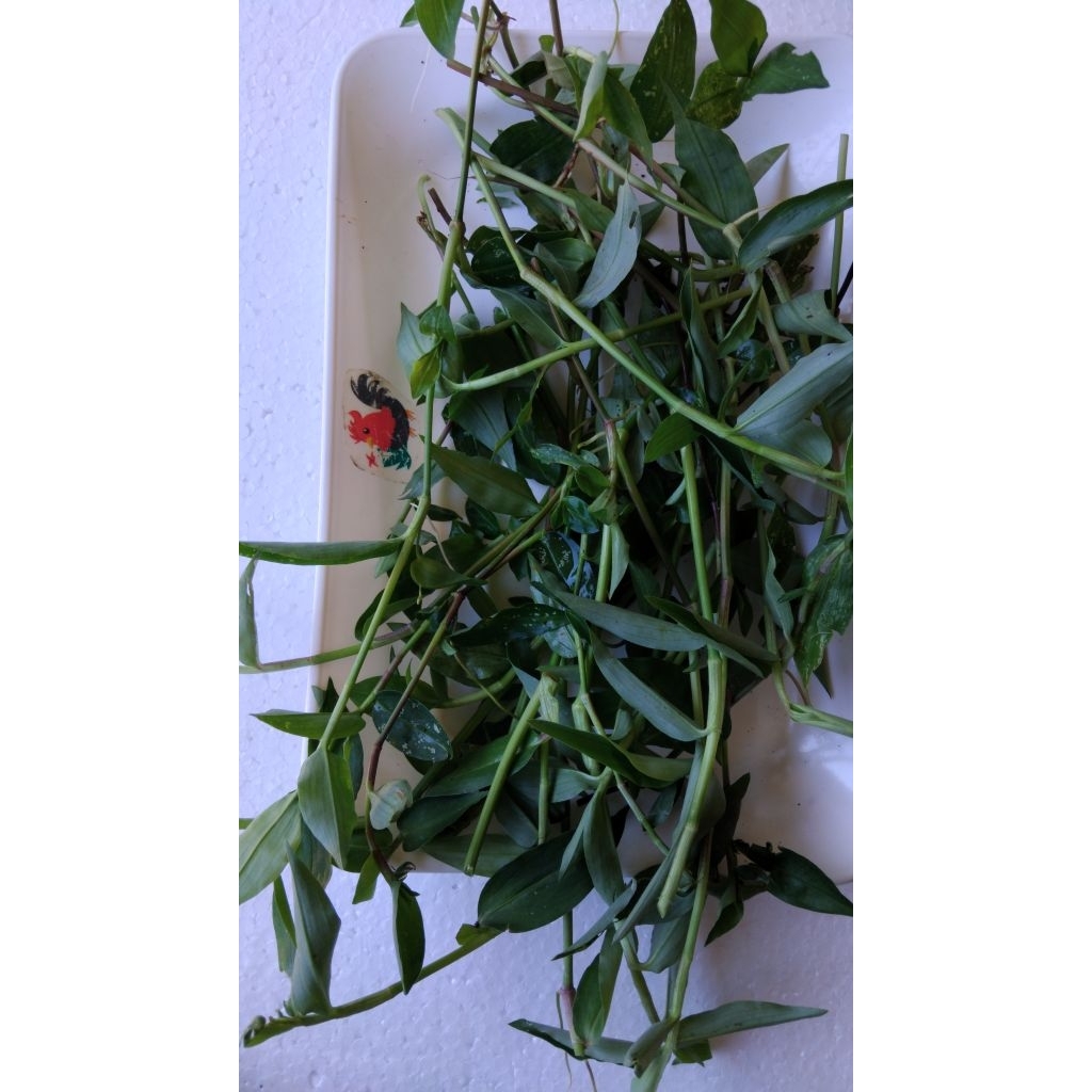 

Daun gewor atau daun awur awur segar petik langsung 250 gram