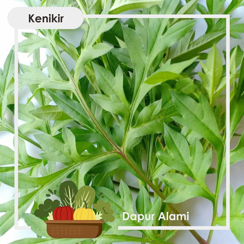 Daun Kenikir Segar per Ikat - Sayur Jogja
