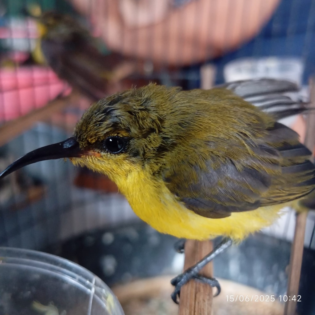 SOGON - BURUNG BAHANAN - KHUSUS BANDUNG