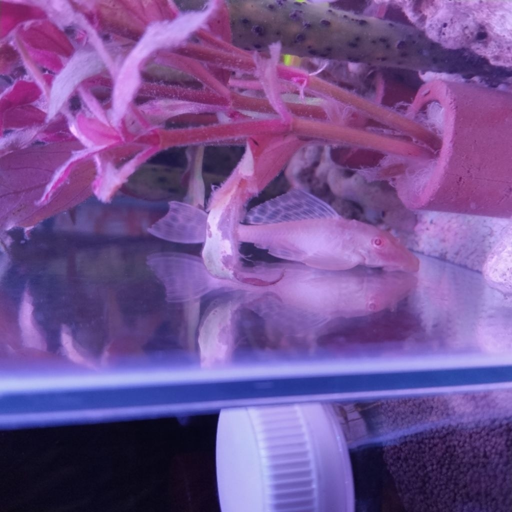 Gibicep Pleco L083 Aquascape