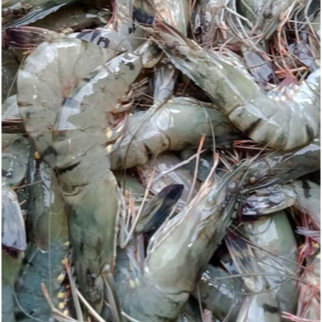 Udang peci   | Udang Windu | Udang vaname JBP_Fresh