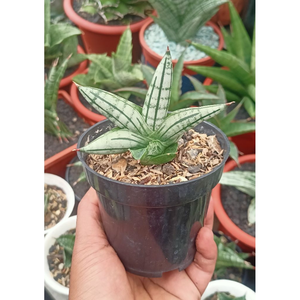 Sansevieria Hybrid Fatman