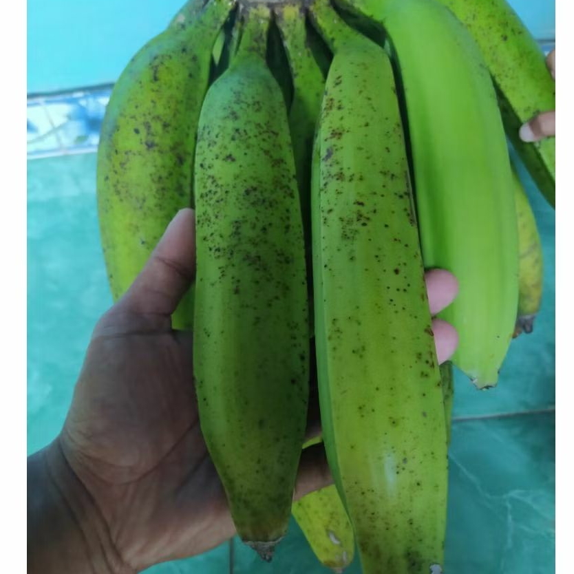 

pisang tanduk lereng muria besar panjag jumbo