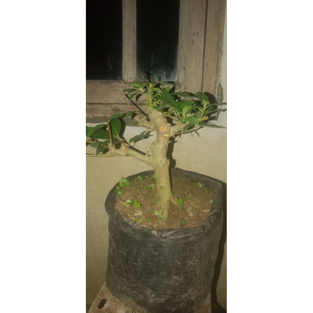 Bahan Bonsai Loa