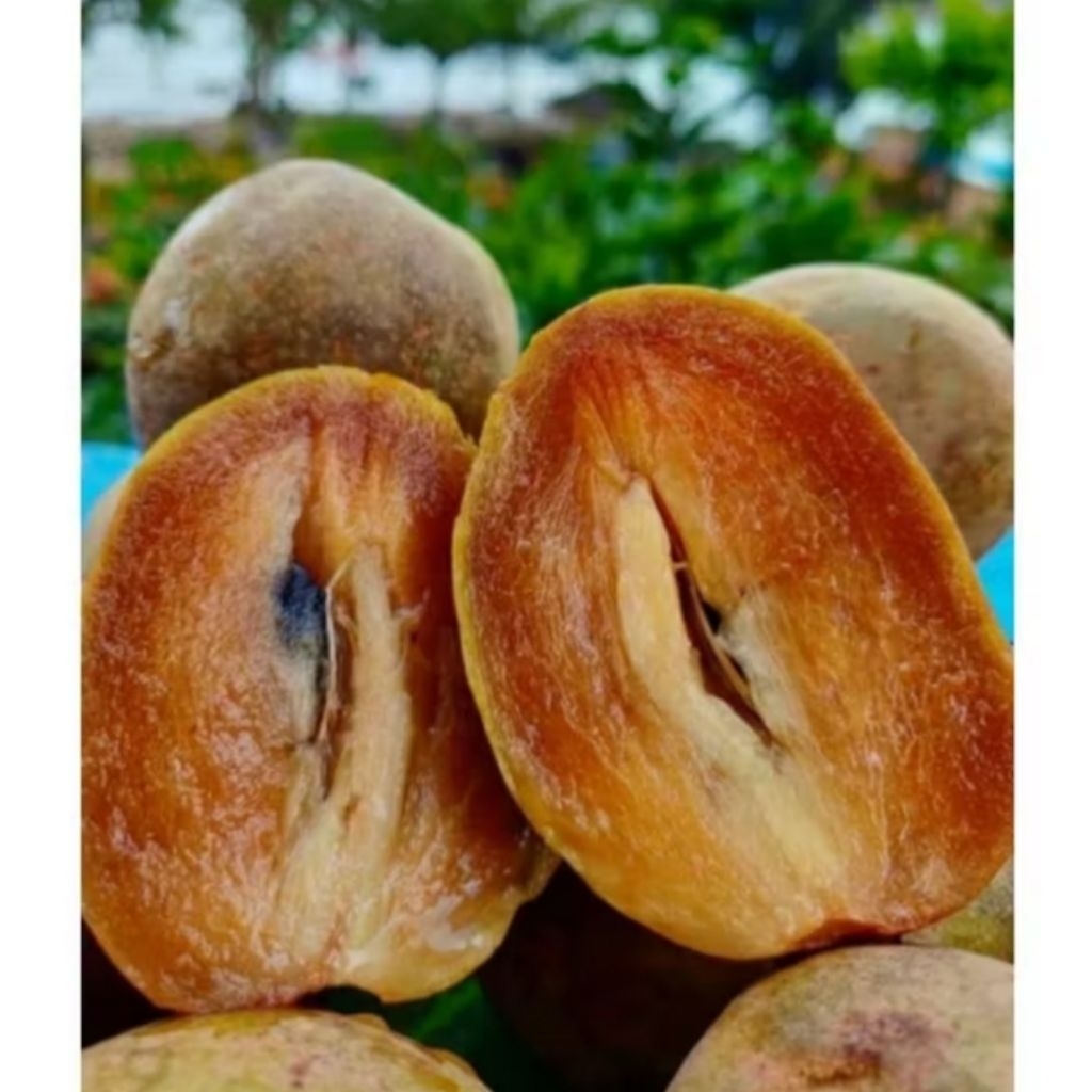 

Sawo Madu Lokal Pangandaran – Manis Alami 2kg