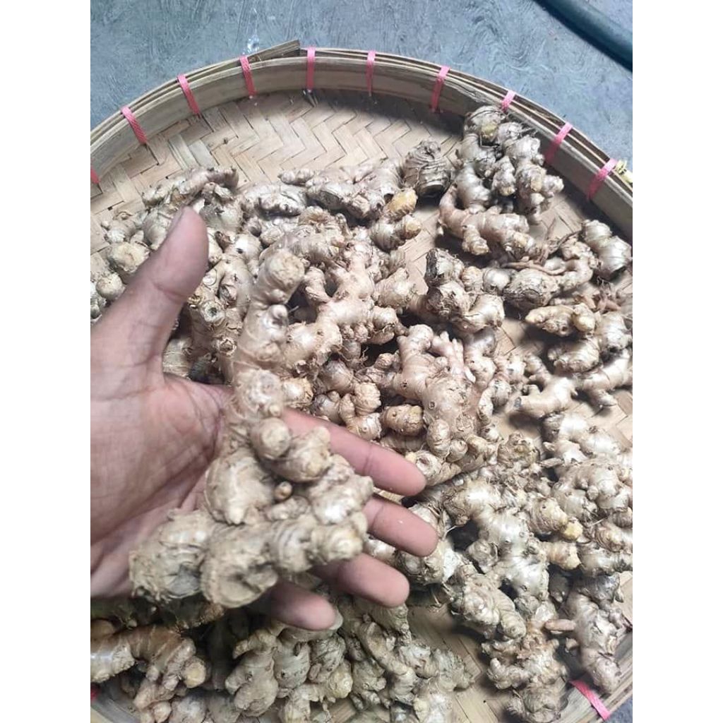 

HEMAT jahe emprit 1kg jahe kecil jahe pedas