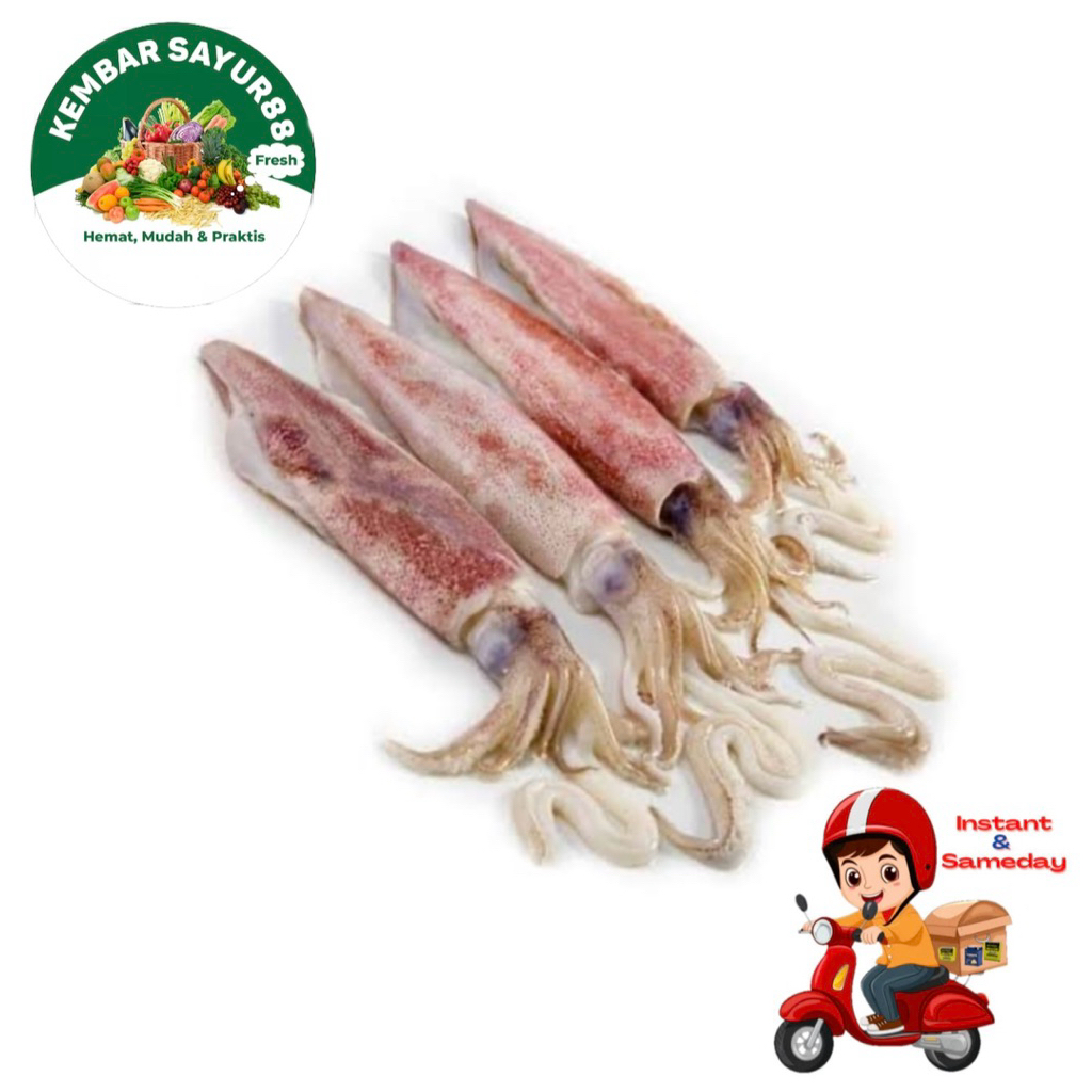 

Cumi Segar Fress Ukuran Sedang - Kembarsayur88