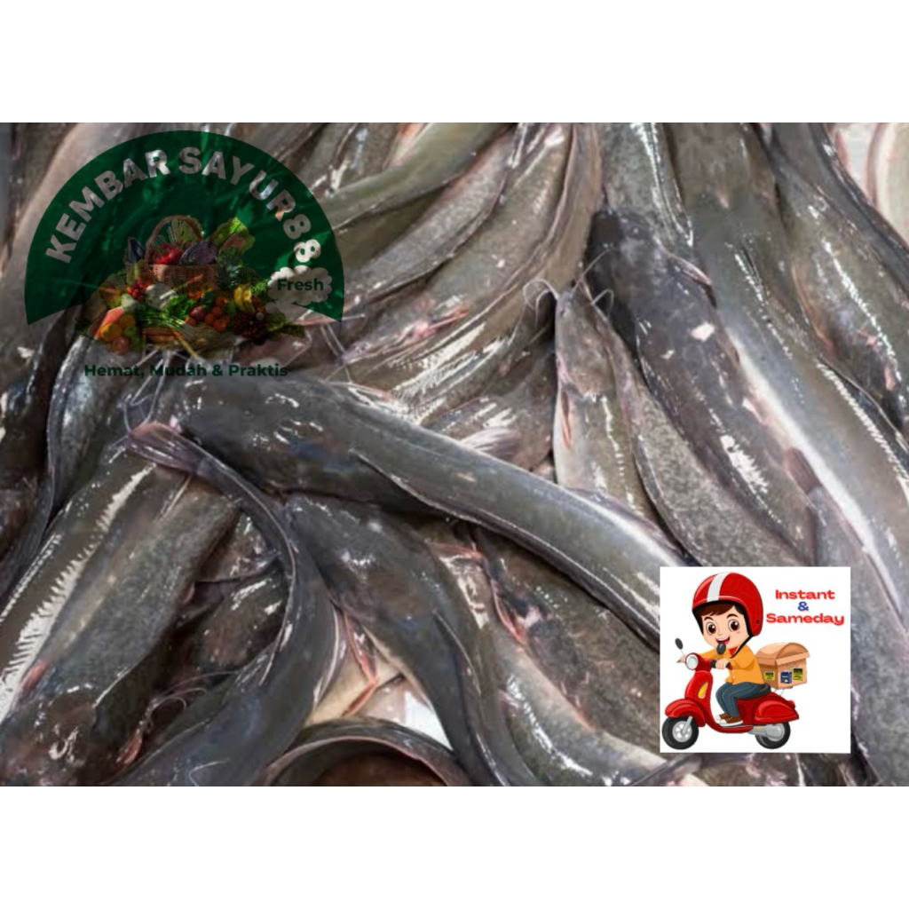 

Ikan Lele Segar - Kembarsayur88