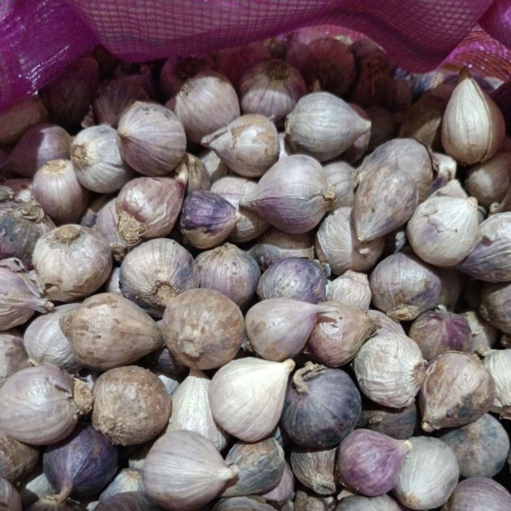

bawang Lanang / tunggal