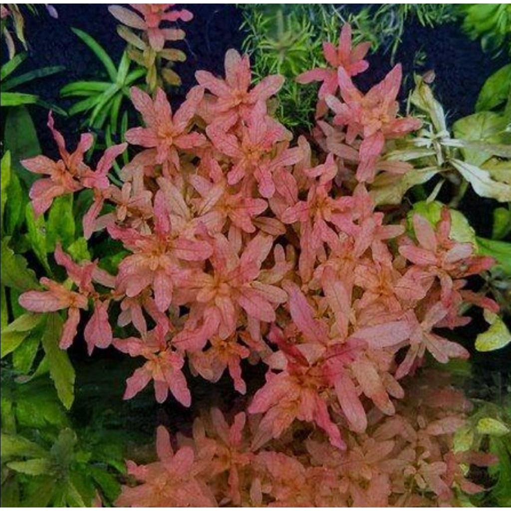 ludwigia inclinata brown