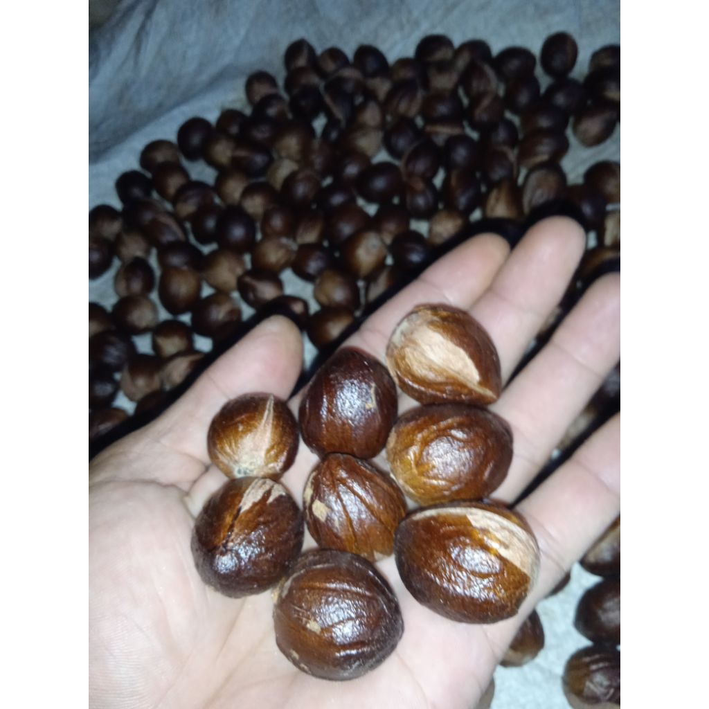 

Biji pala kering 500gram_1kg, biji pala tua kering (koclak) untuk kebutuhan masakan rempah2, herbal dll