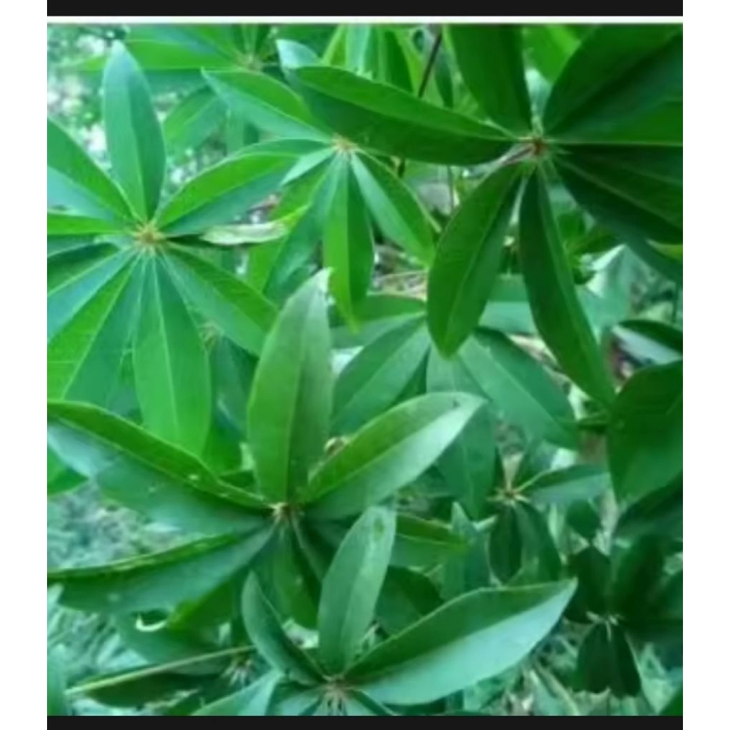 

DAUN KAPUK SEGAR DAUN RANDU 250 GRAM