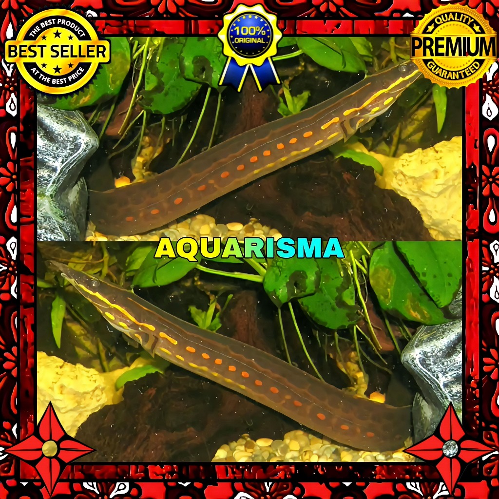 KEBUTUHAN AKUARIUM - SILI TILAN API FIRE EEL MASTACEMBELUS ERYTHROTAENIA 9-10 CM